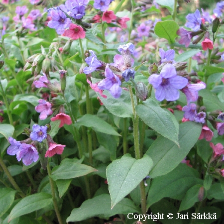 Pulmonaria obscura 